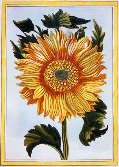 Tournesol, c.1766 - Pierre Joseph Buchoz